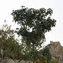 Peru 1247